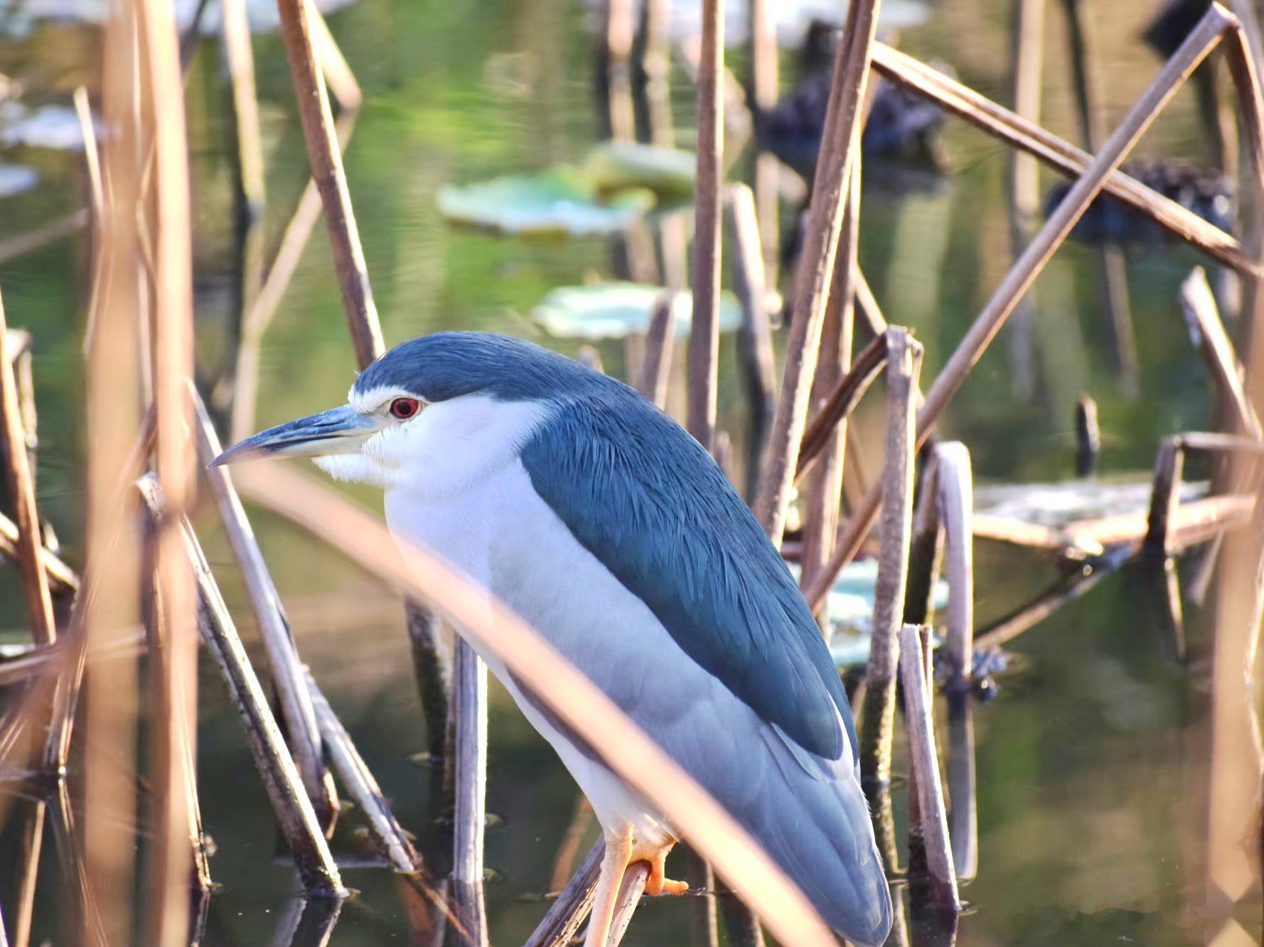 #鸟粉投稿#  打盹的夜鹭💤 ​​​