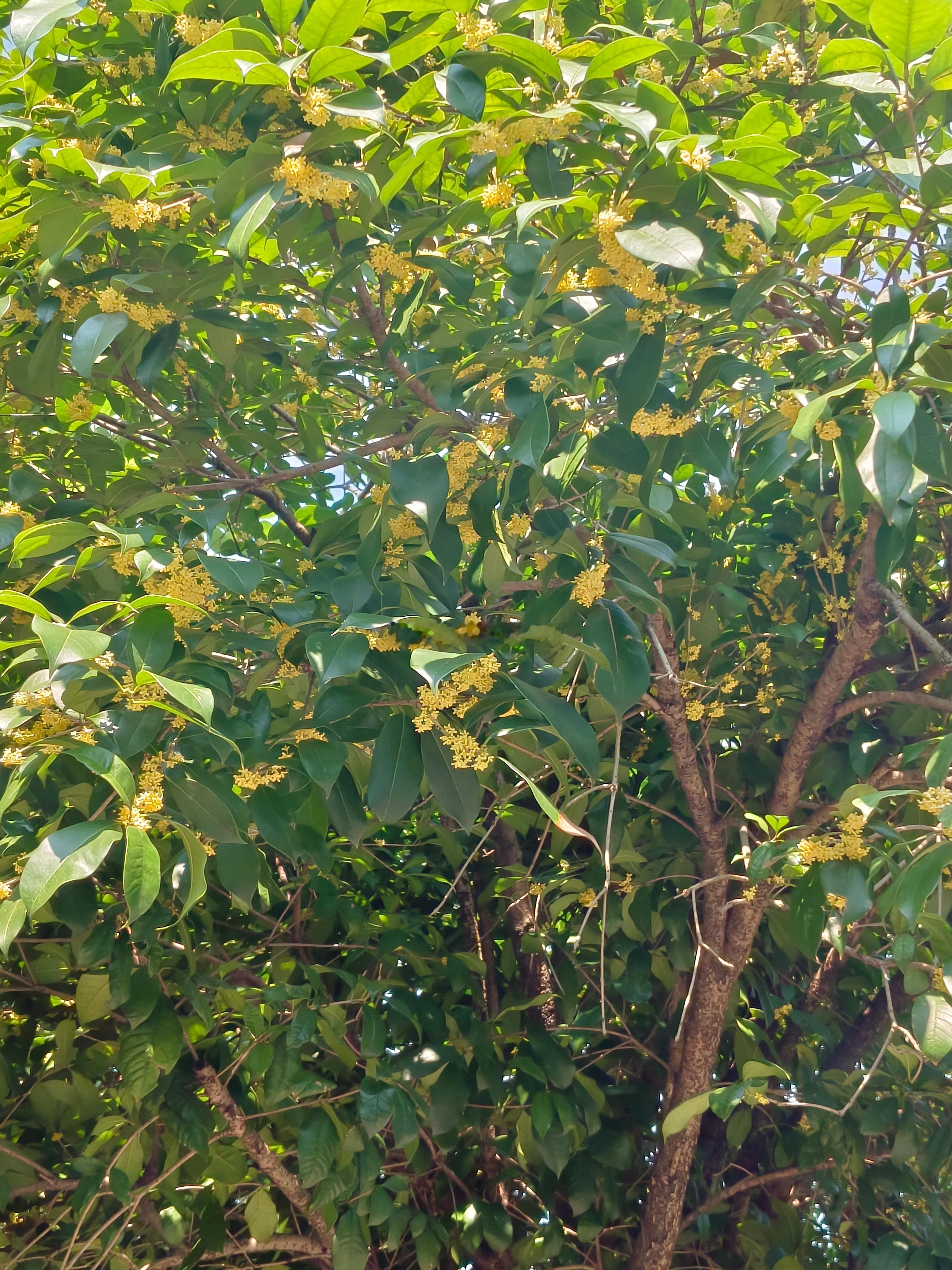 金秋桂花香。 ​​​