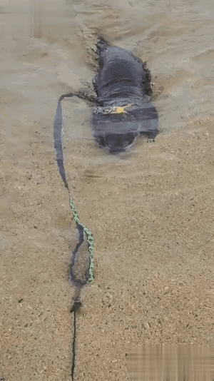 谁家的宠物？还不赶紧领走