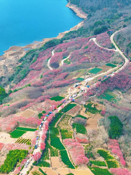 杭州自驾2.5h，去新昌梅林山村上春山赏梅🌸