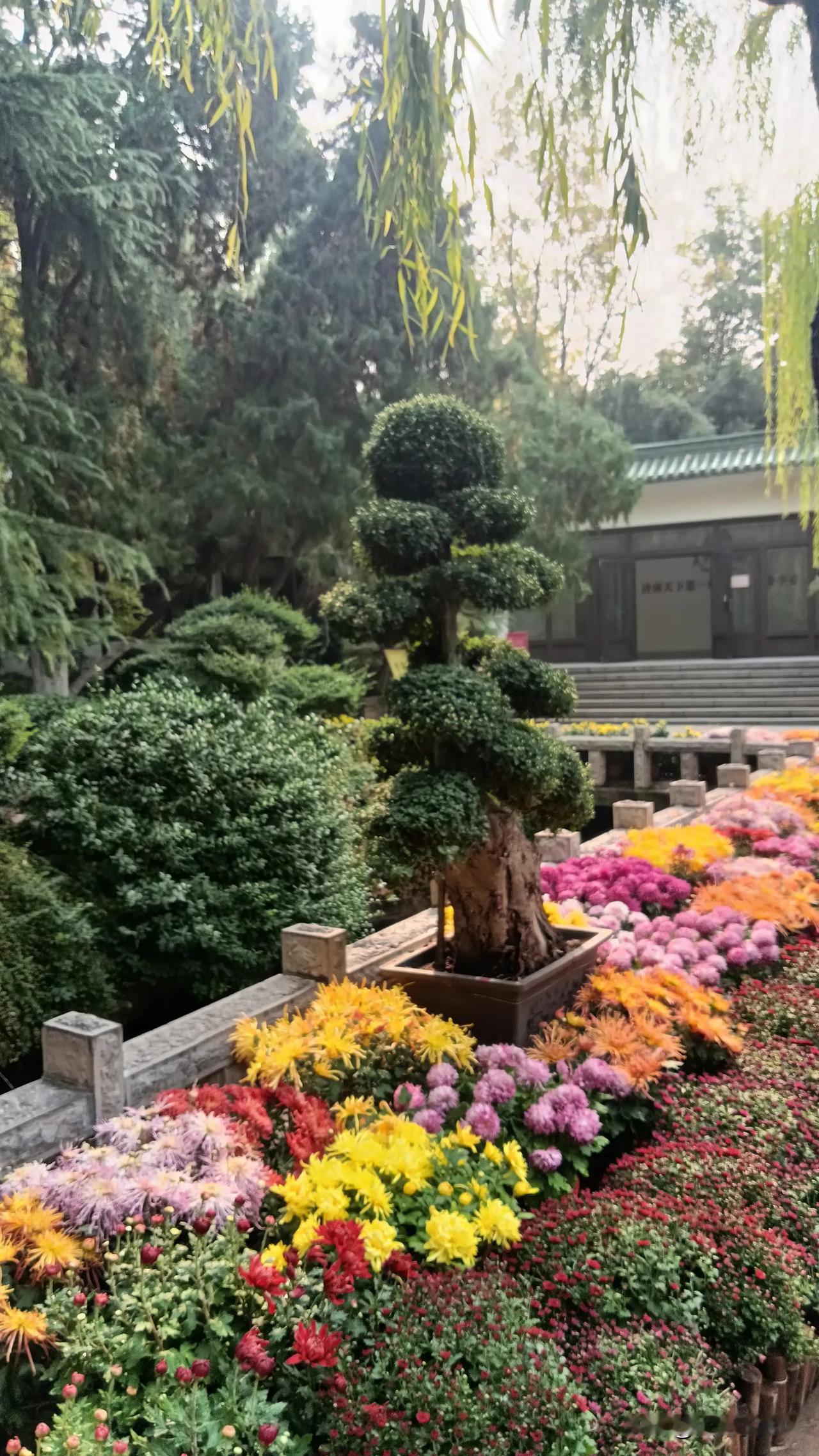 #秋日生活记录#趵突泉菊花节

喷泉奏乐菊花开，
碧水清澈鲤徘徊。
若是李杜今犹