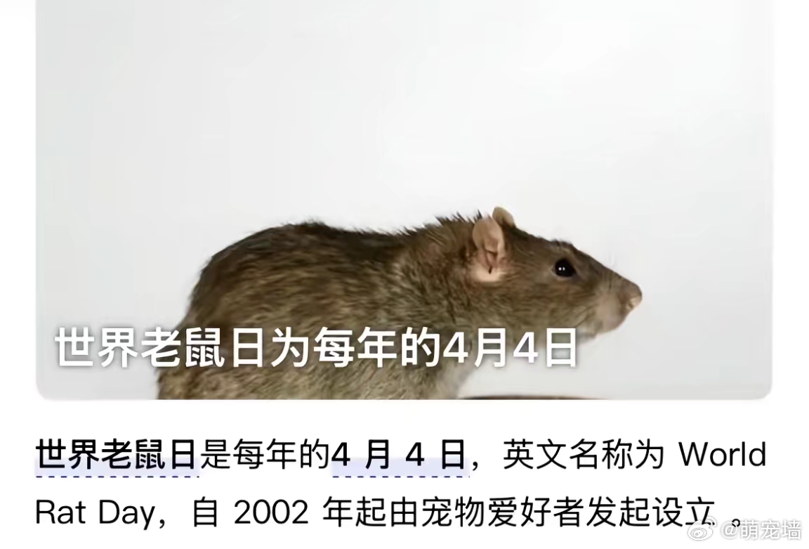 今天是世界老鼠日 