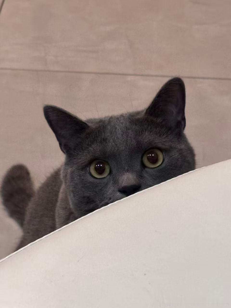 我儿的猫生照片 ​​​