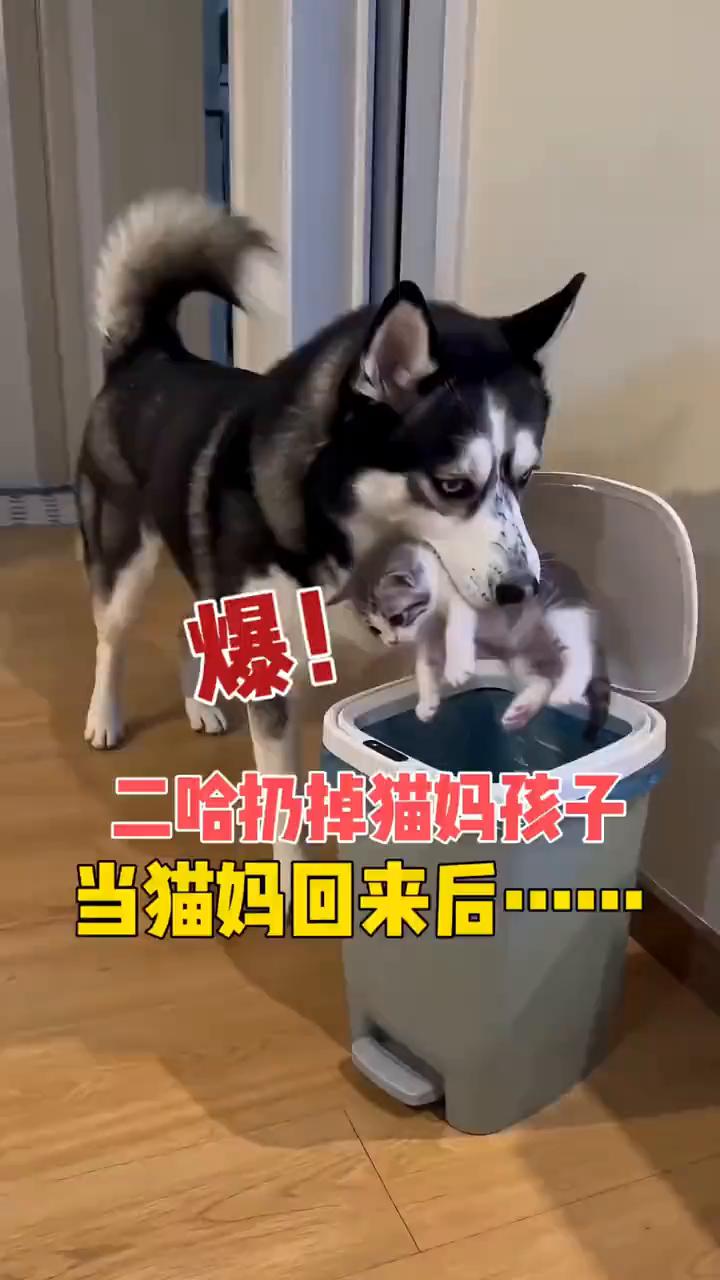 二哈扔掉猫妈孩子，当猫妈回来后。