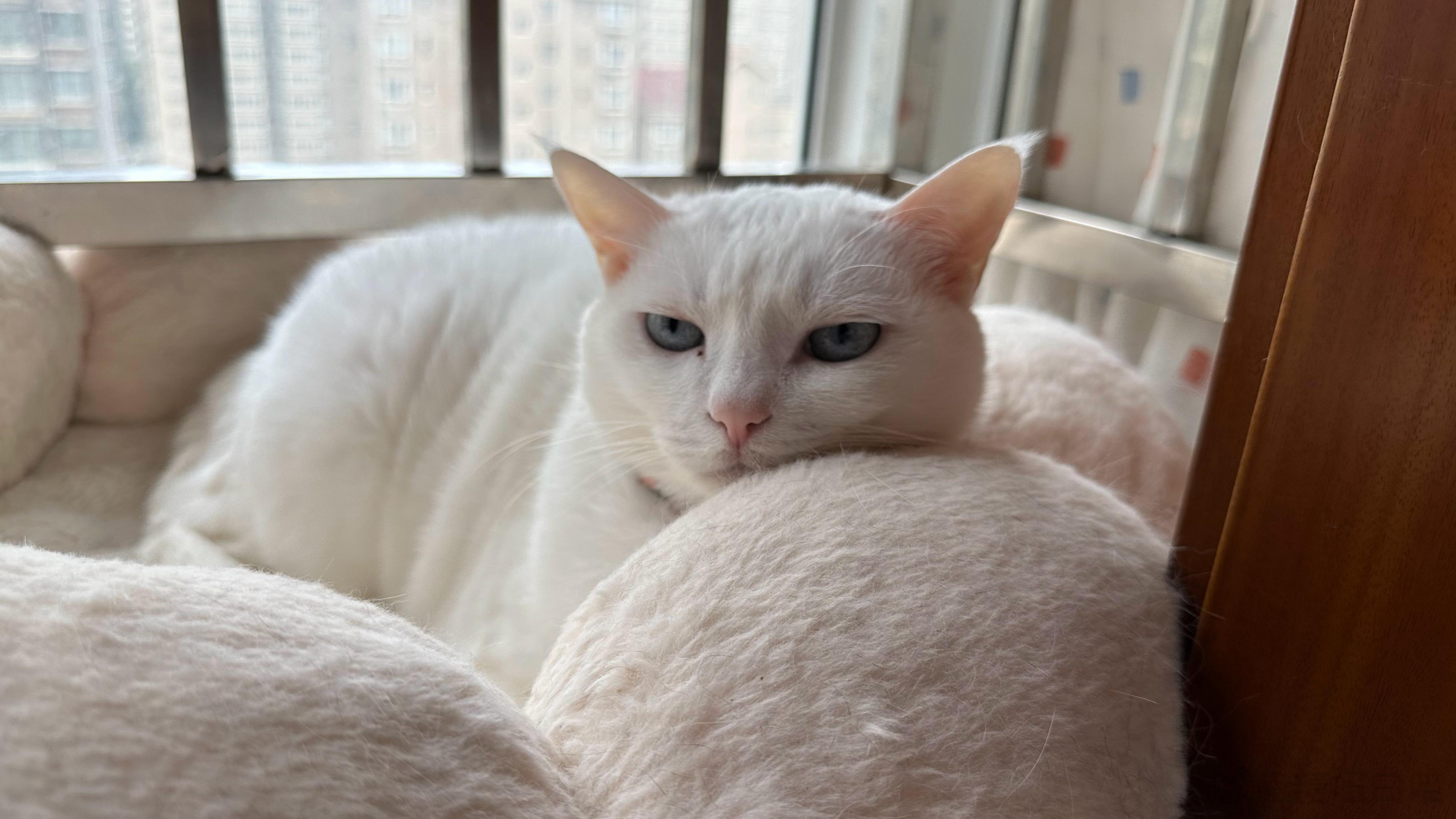#糖妞家的日常[超话]##白糖妞# 👩：白糖你怎么不高兴呢🐱：我的窝被月饼蹭