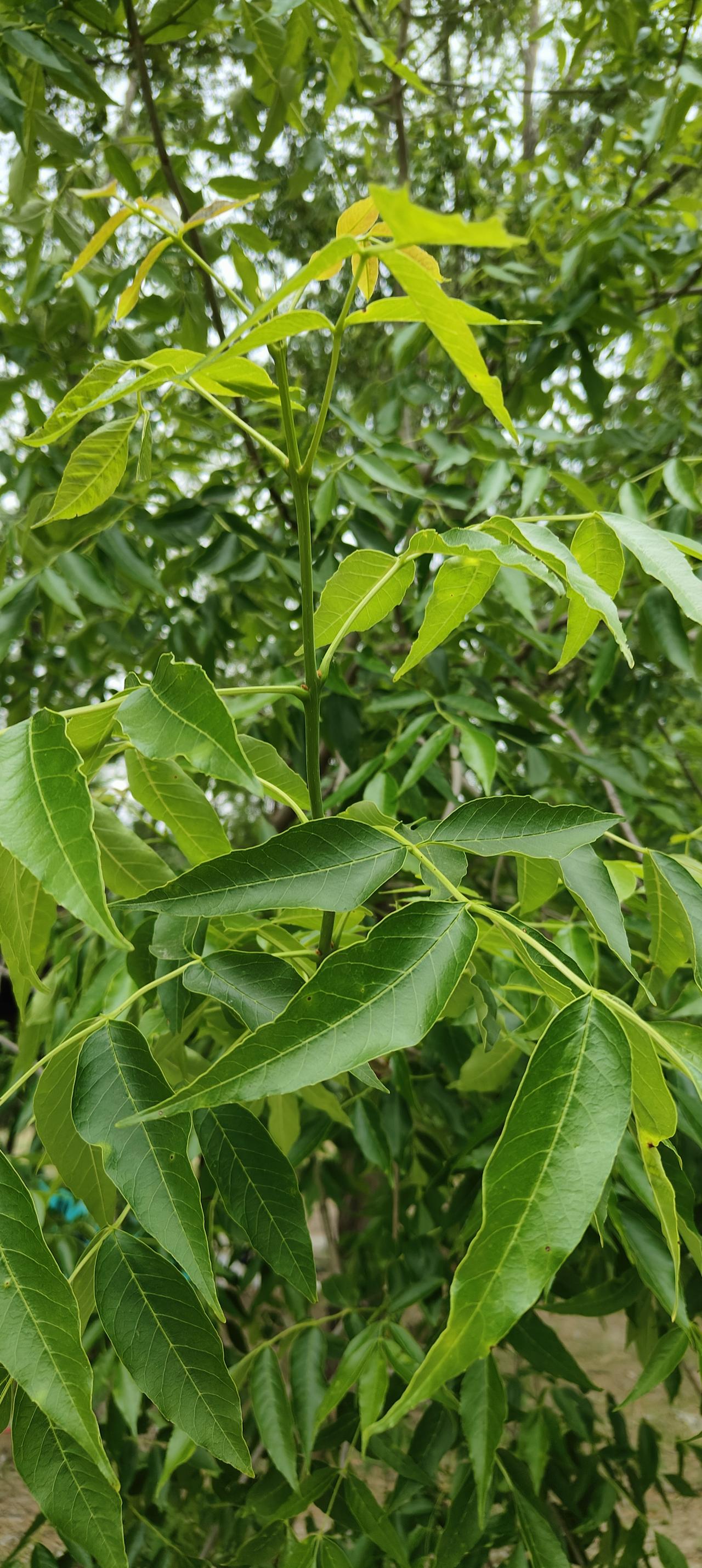 随近拍的树叶！