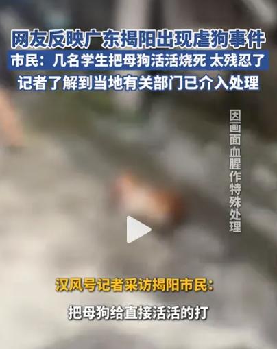 殴打泼汽油燃烧？广东揭阳官方通报！
4名未满14岁孩子虐待流浪狗，批评教育升级为