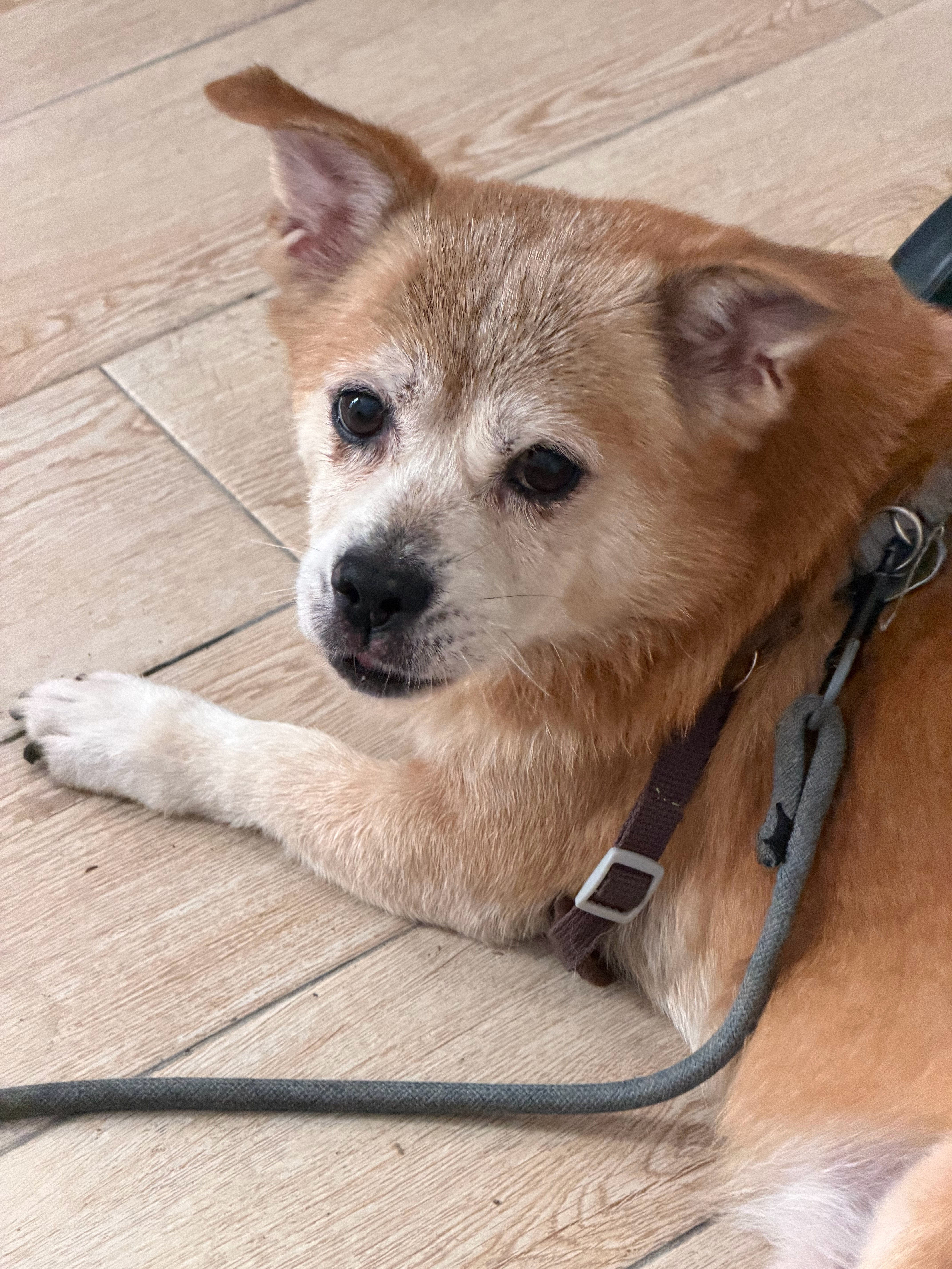 世上最邪恶之犬 