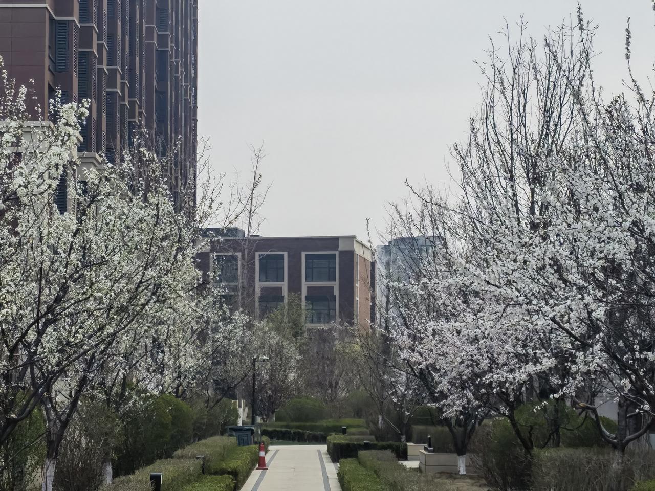 万科四季花城大家即景——花季来了
起名四季花城是吹牛。不过花季一到，叫花城当之无