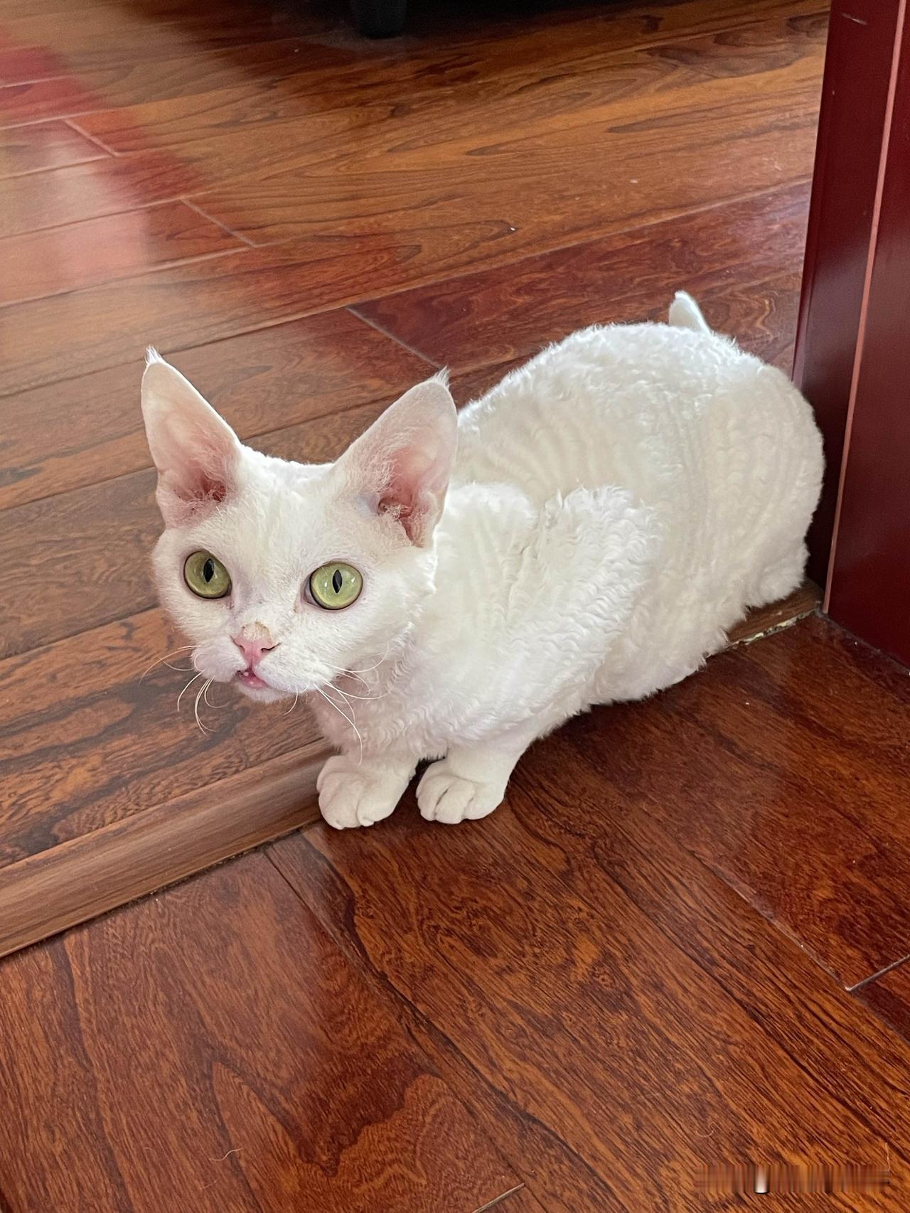 我家小猫咪，今天是一只文静的小可爱，不吵不闹的时候还真是挺可爱的哈。