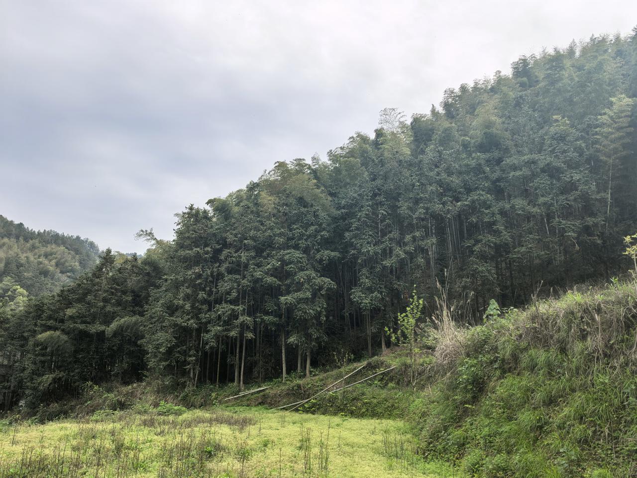 母亲，今年都第7个年头了。以前不敢来，今天来了，感觉还在昨日。