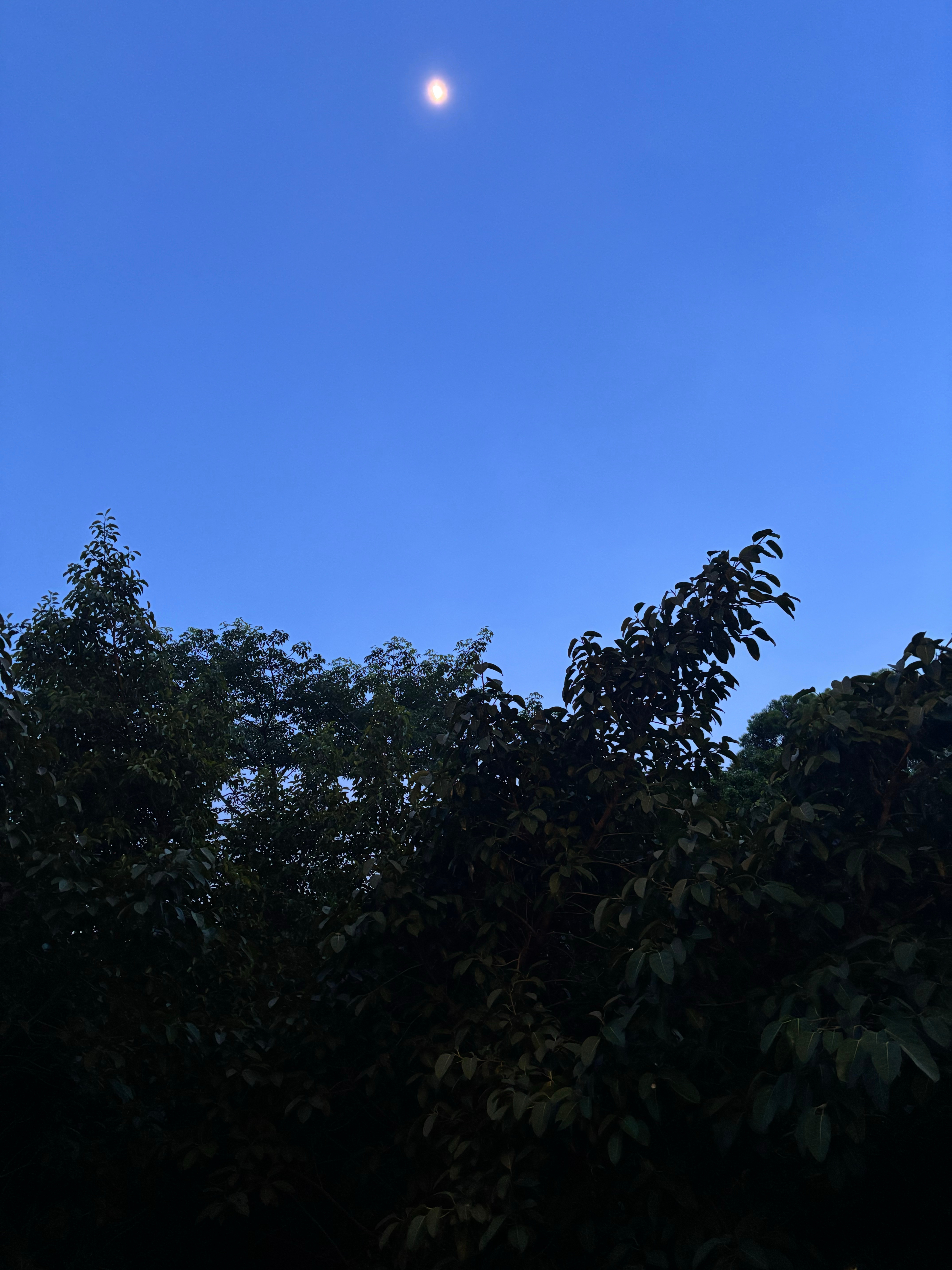 今晚的天很蓝。无调色。 