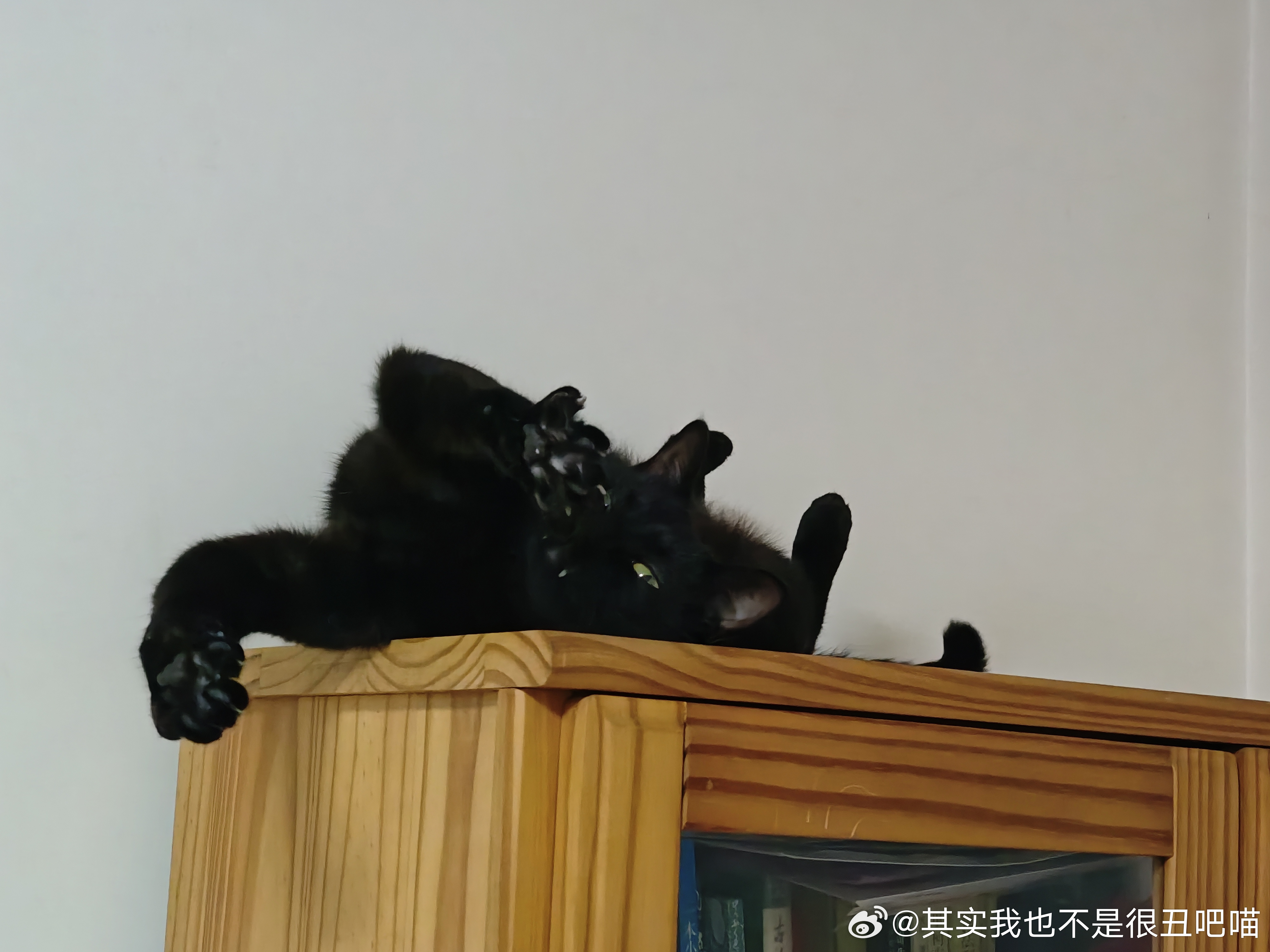 50386【丑猫】比蜘蛛还恐怖 