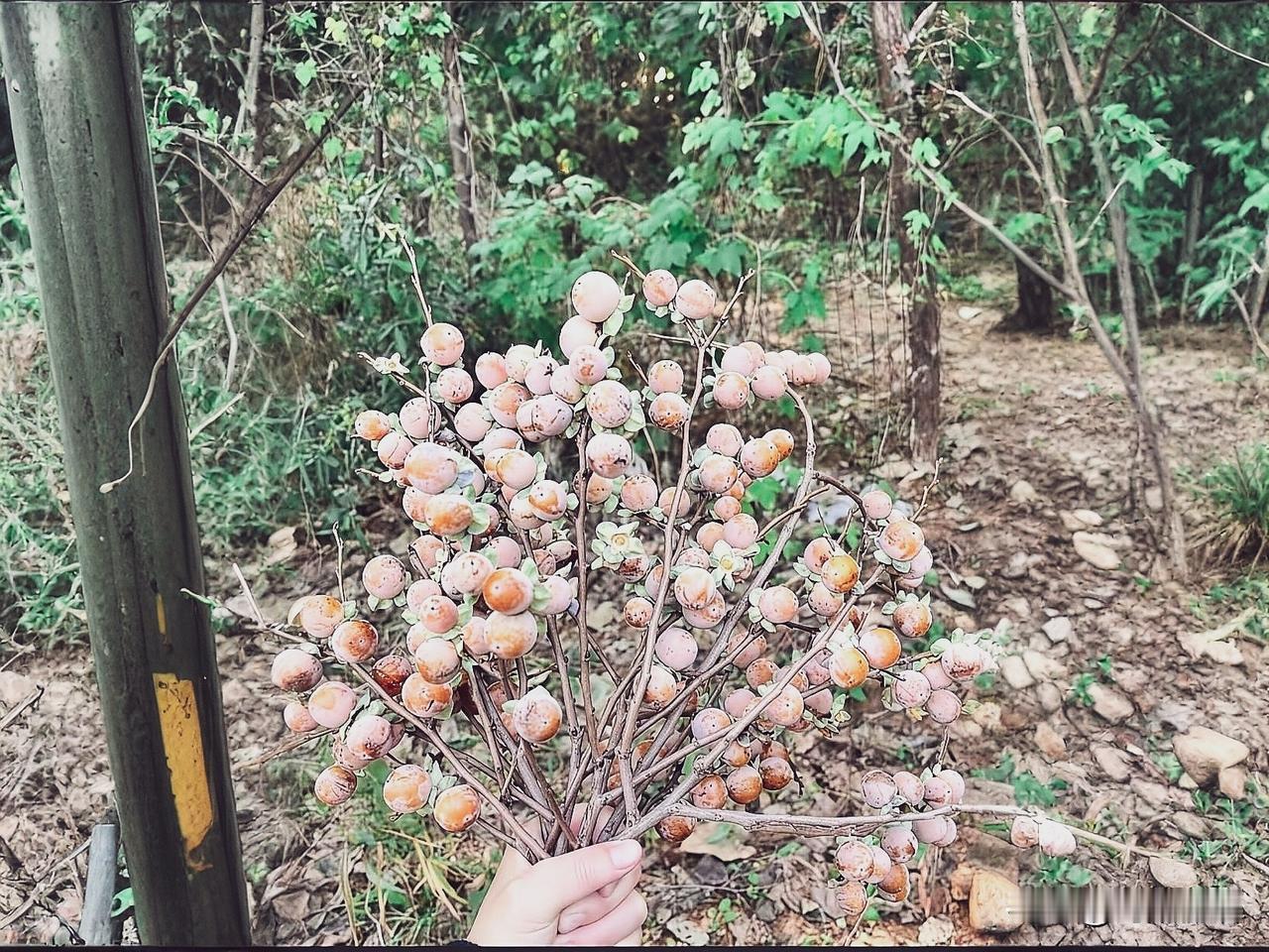 有知道这是什么水果吗？
今天上山去，采了好多回来！一下子吃不完！