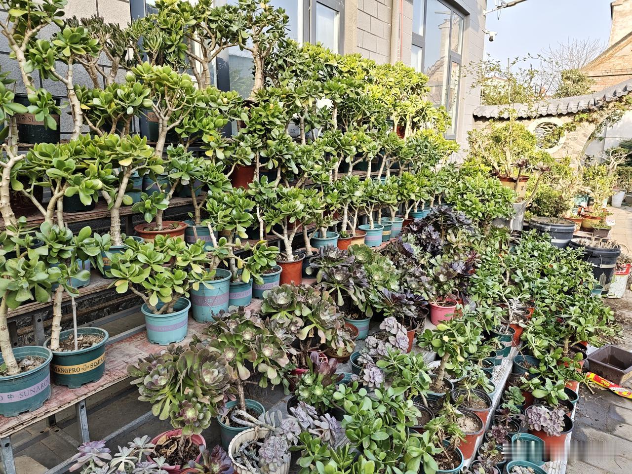 记录我的2026又是忙碌的一天，喜欢种花花草草的人就这样，几乎每天都在折腾。玉树