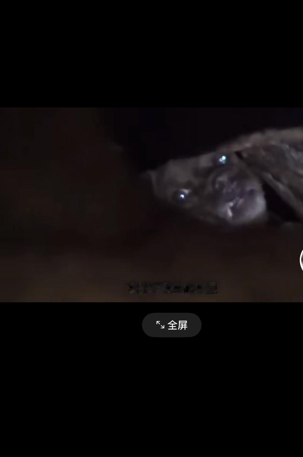 狗狗掉进石头缝里出不来，主人不离不弃，连续7天对它生死营救

石缝窄得连水都流不