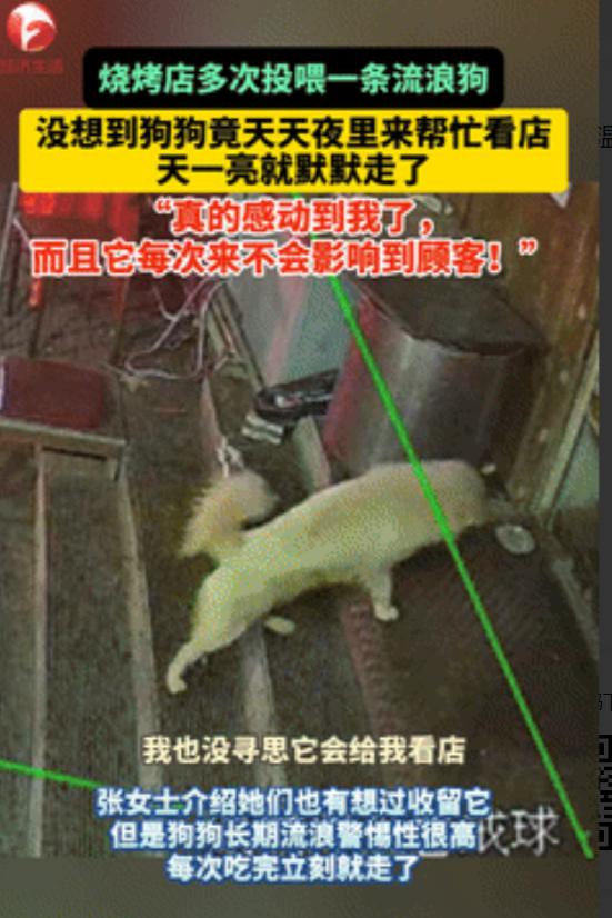 太通人性了！长春，烧烤店老板娘多次投喂流浪狗，没想到，流浪狗竟每天趁她收摊后，又