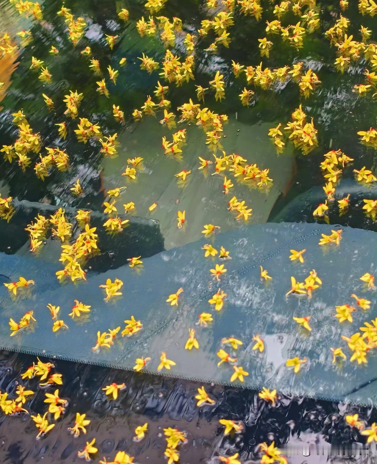 邂逅一场长沙的秋雨🌧️
淅淅沥沥，落花轻轻飘零🌼
世间万物都在慢慢温柔沉淀