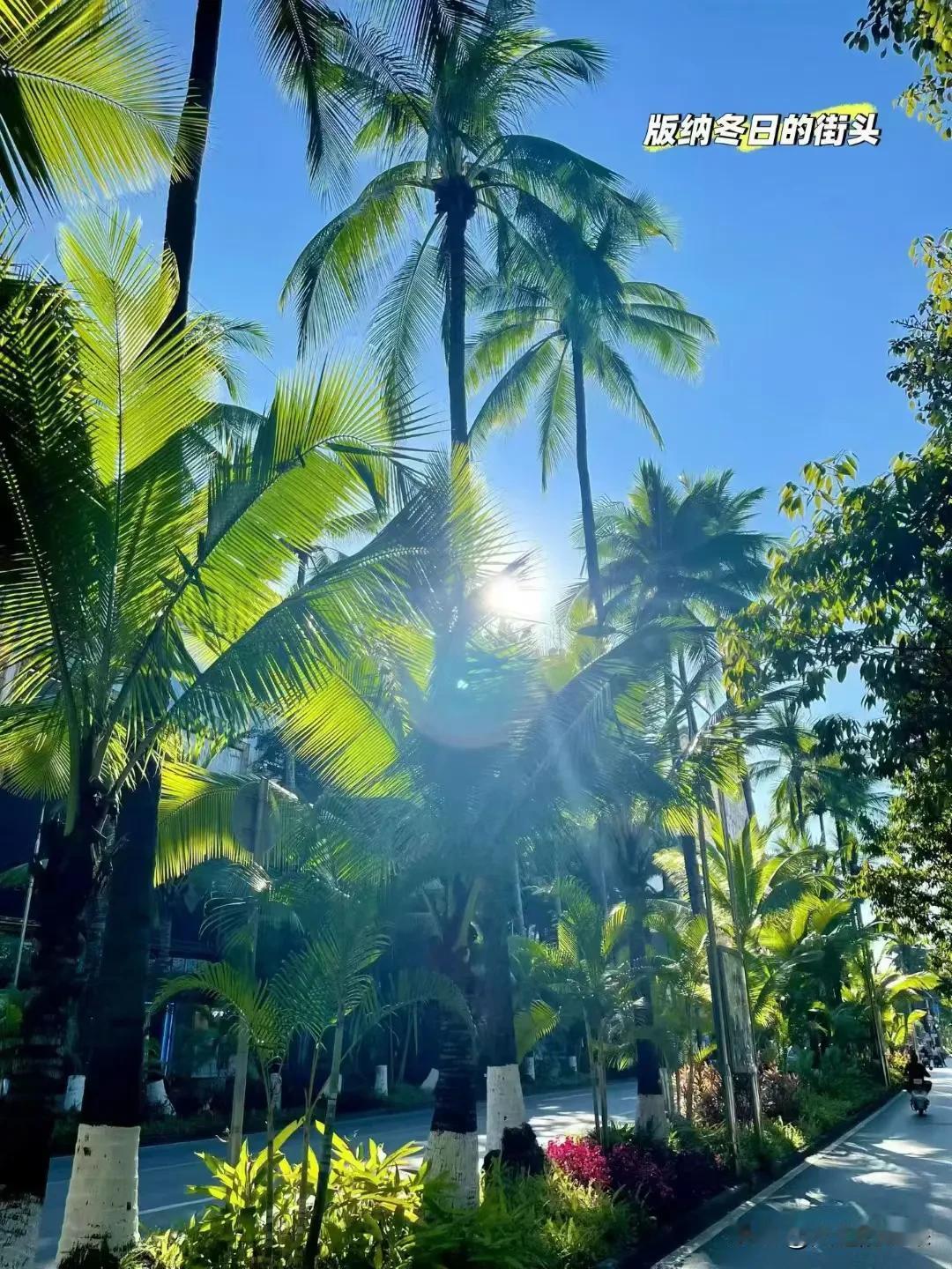 版纳的冬天，是把春天焊在了街上
 
刚落地西双版纳，我就被眼前的街景晃了眼——这