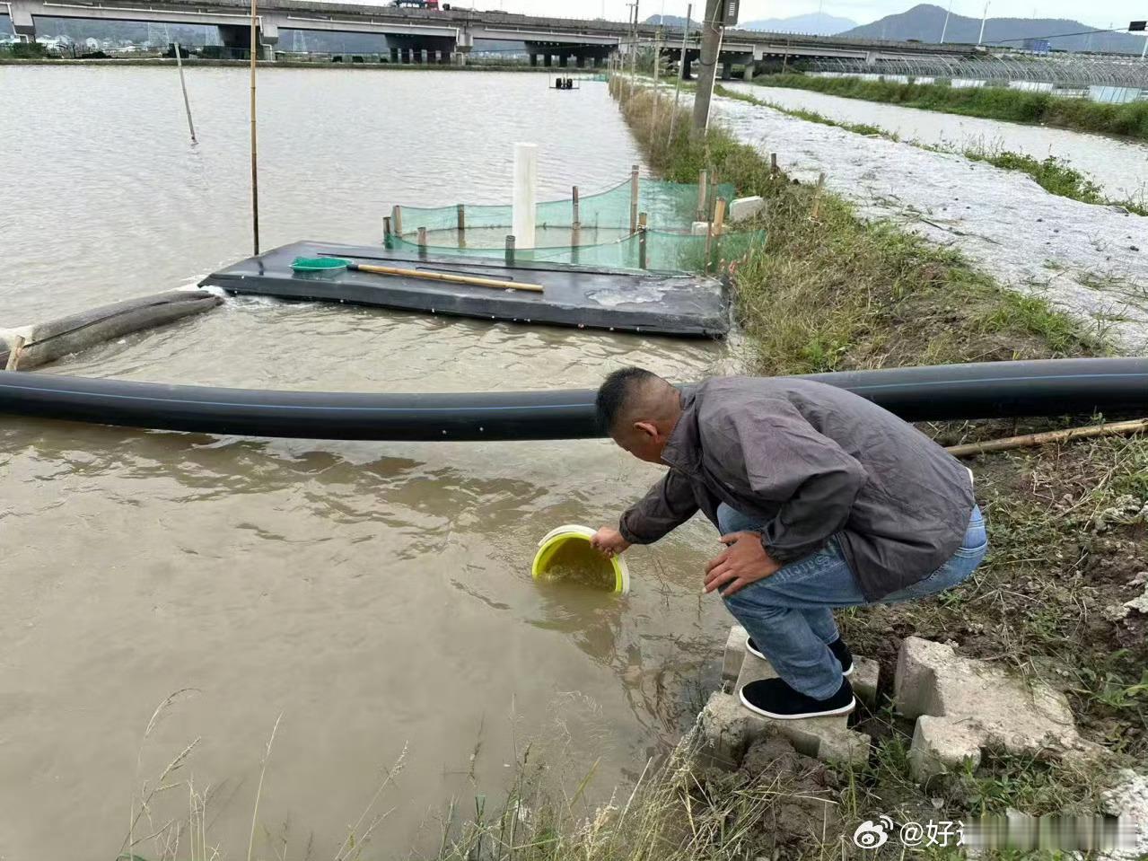 台州三门南野村盘活闲置水塘，解锁“稻虾共生”新模式，引进培育澳洲红螯螯虾，绿色循