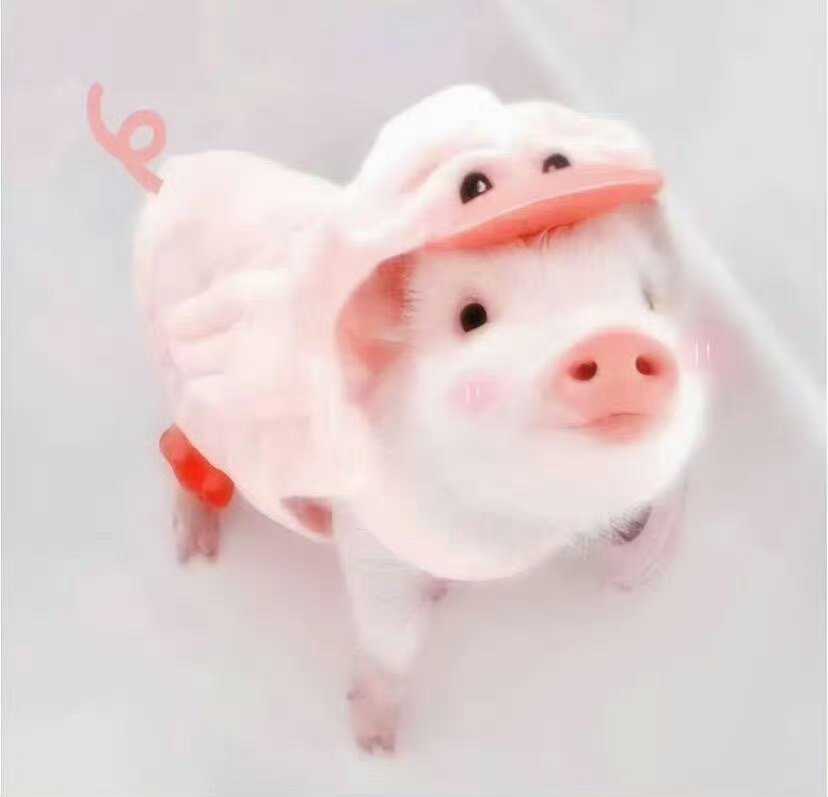 下午好 