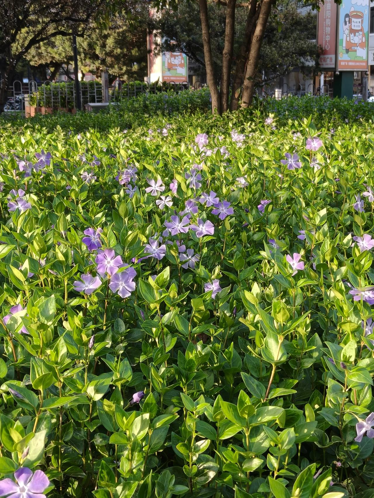 蔓长春花🌸
蓝紫色的小花花∠※看起来
非常小清新哈～[呲牙]