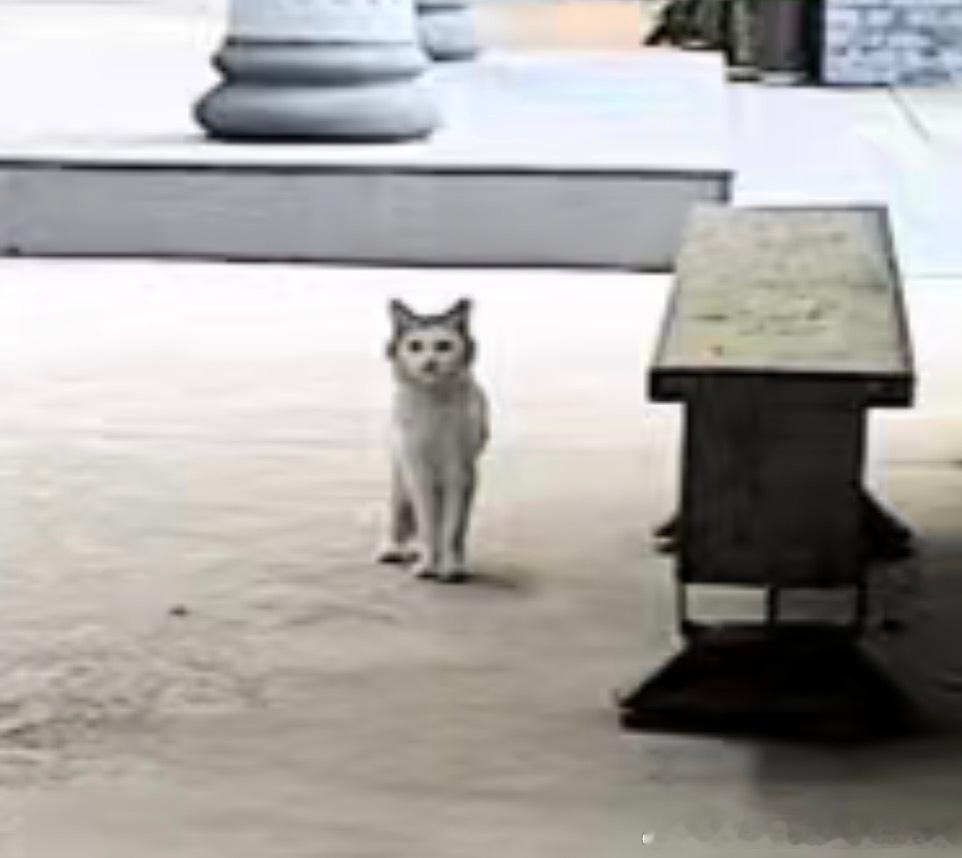 50171【丑猫】孩子只是不上镜 