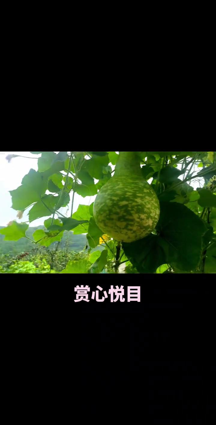 赏心悦目。