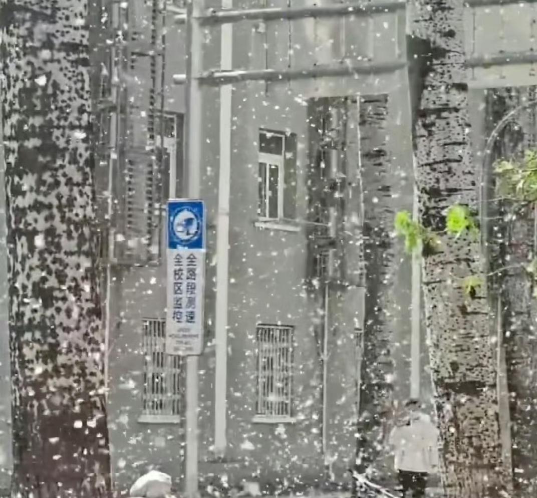 官方明确回应！杨柳树为啥不能全砍了？看完终于懂了
 
每年一到这个时候，漫天飞絮