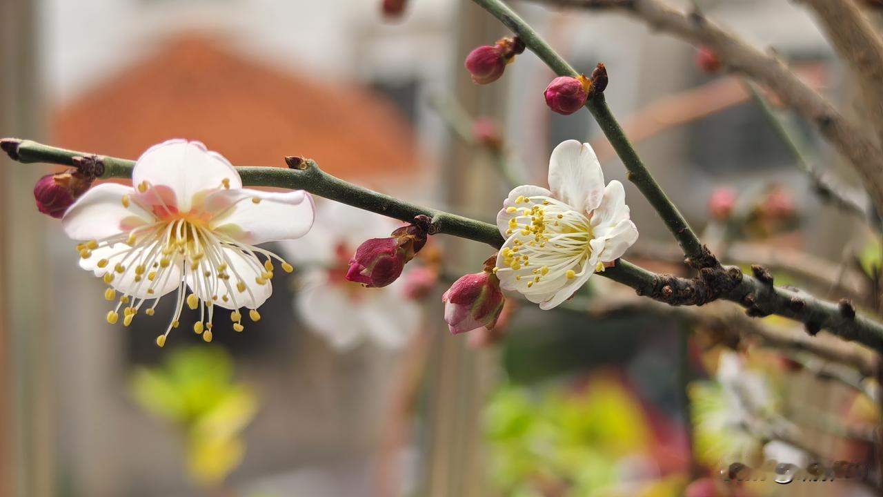 今年梅花满枝头。想起买的梅花到家第一年时，只有一朵花花，为此好像还记录了一把，翻