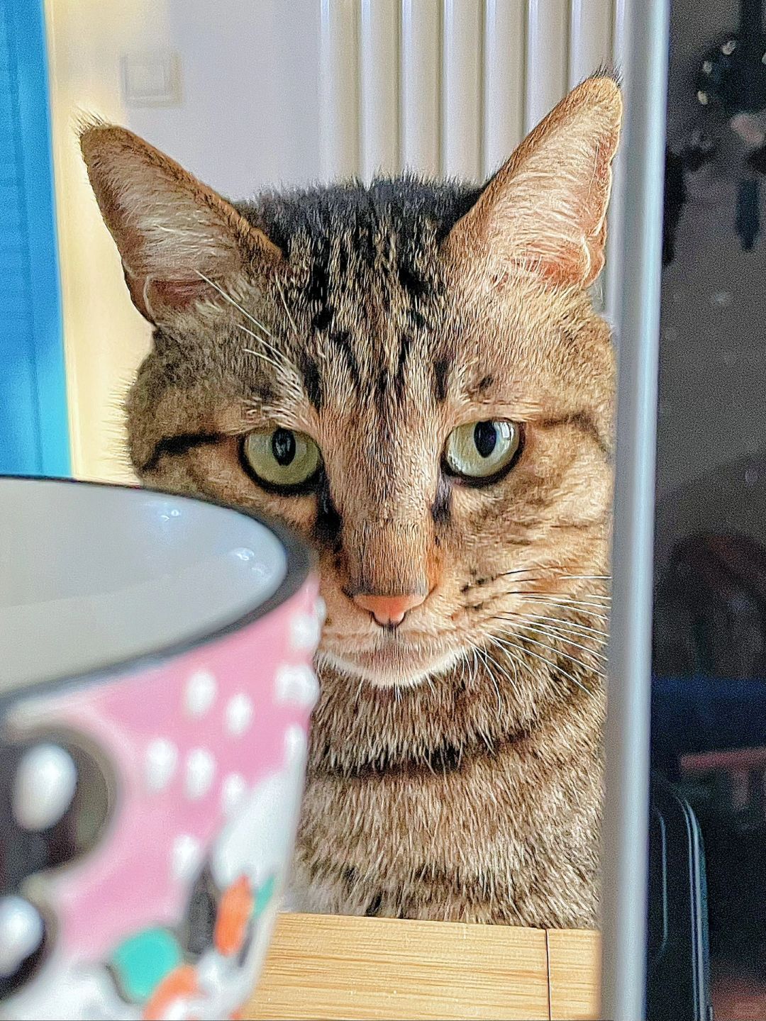 狸花猫的智商绝了，能吃能打能看家