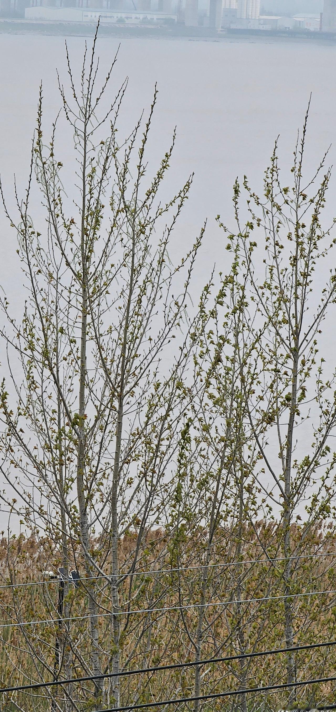 多云。 （4.10）阴天。 ​​​