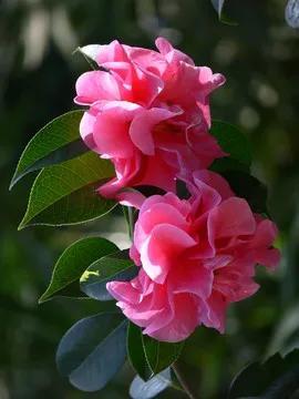 AI又传重大消息，相关板块及个股节后值得关注！
大A已进入长假休市期，然而市场消