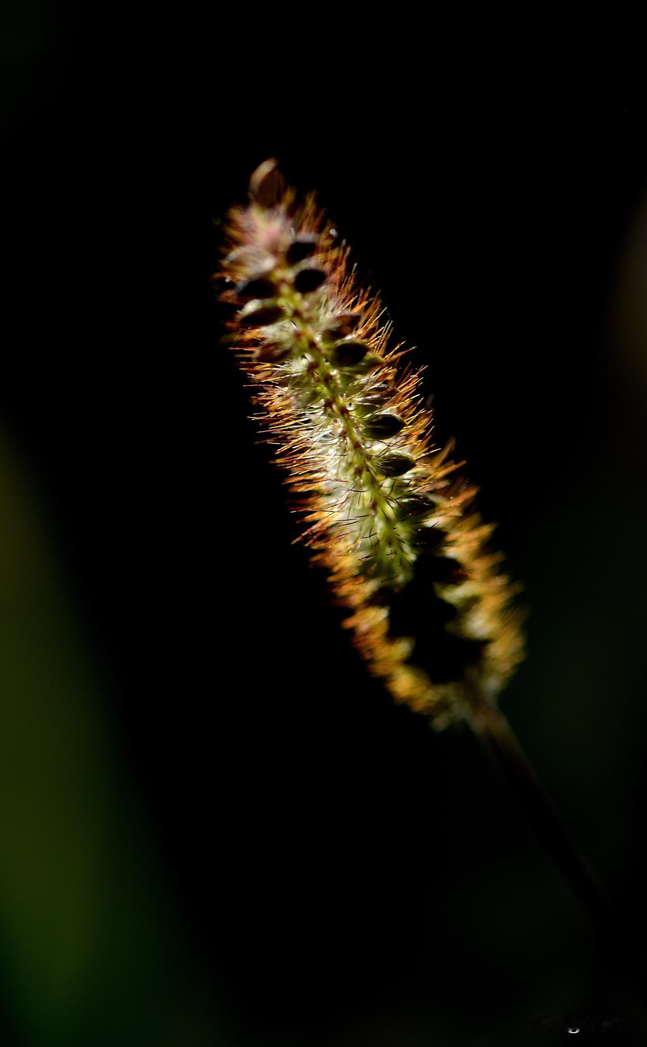 南湖公园四季掠影（十三）
秋季景色：