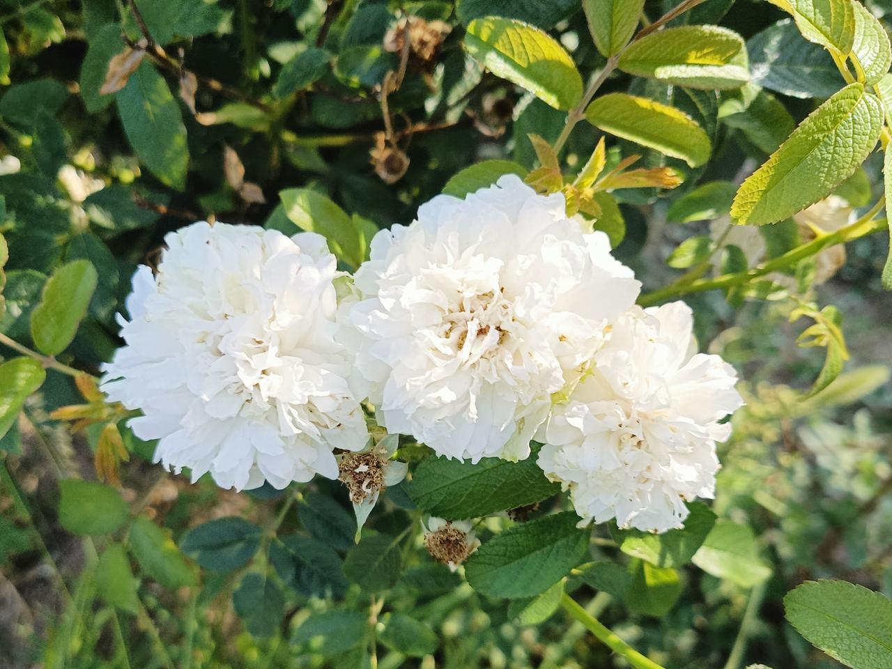 我总偏爱素白的花。
一身纯净无瑕，不染尘嚣烟火，自带一份清雅风骨。不艳不争，素净
