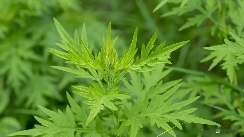 门口挂的艾草有啥用 门口挂的艾草有啥用？用处可多啦！从传统习俗方面来说，端午挂艾