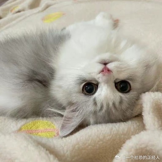 不丢可爱小丢宝😺 