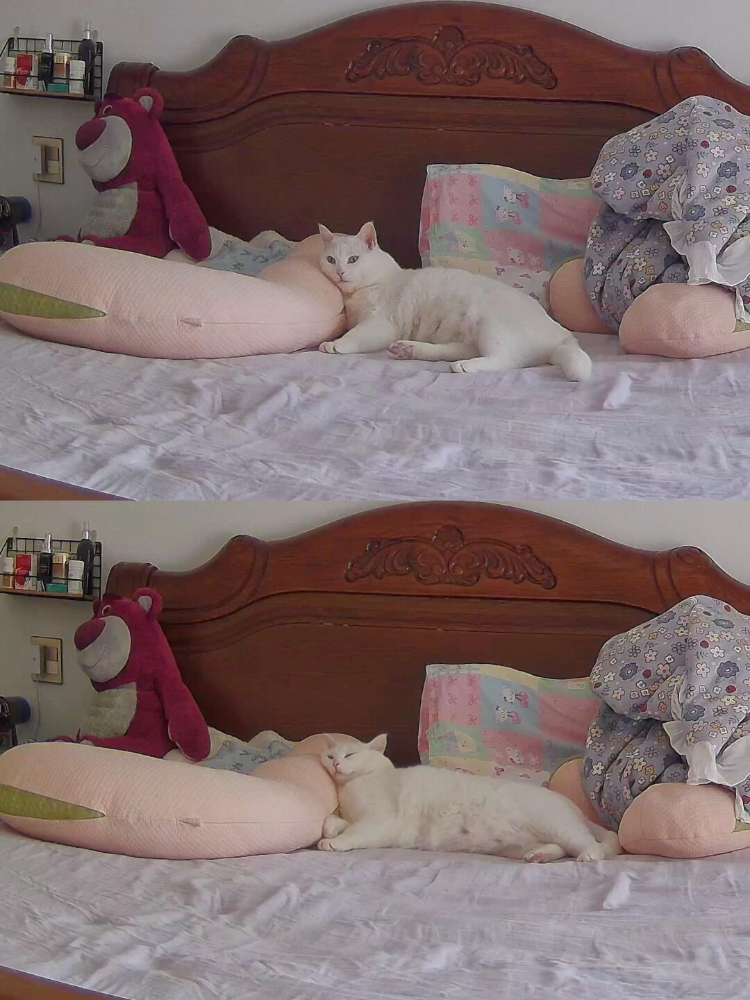 谁说怀孕不能养猫？那可太能养了