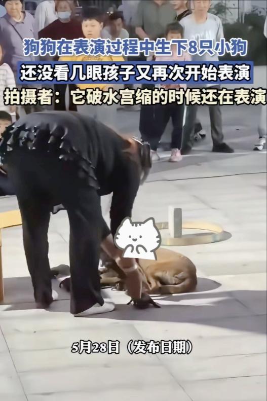 真的太幸运了！
马戏团表演马犬拇指成功获救。
有些善良，不是算好了值不值才伸手，