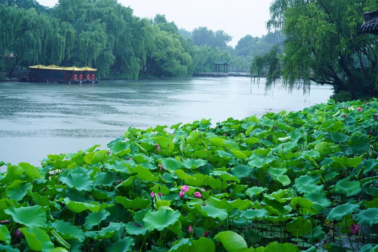 大美江苏一起拍 【一池雨荷染江南】细雨漫过瘦西湖的亭台水榭，将整座园林晕成淡墨长