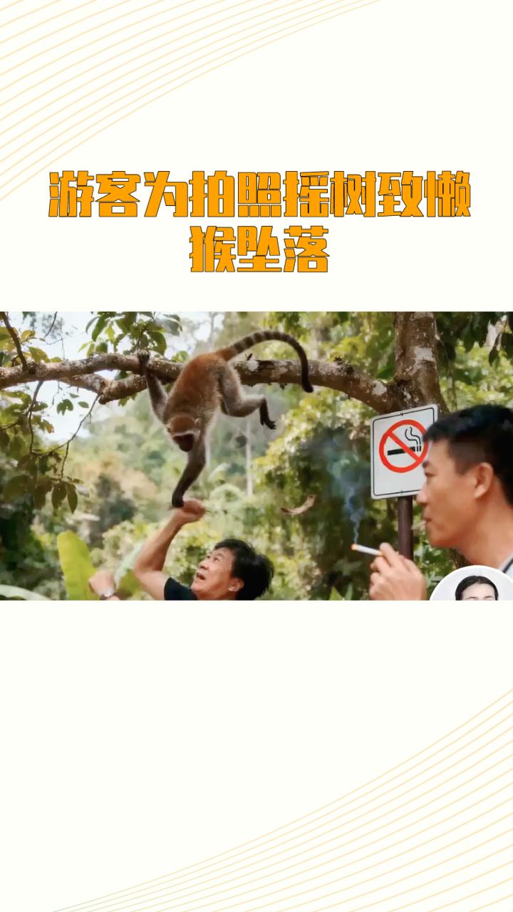 12月28日，一名游客在云南西双版纳野象谷景区为拍照摇树，导致国家一级保护动物懒