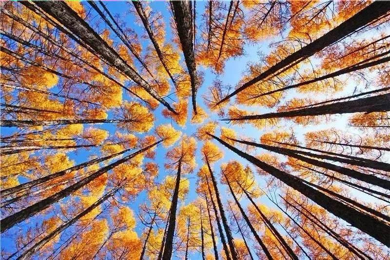 这是九间棚杉树林醉美的风景！