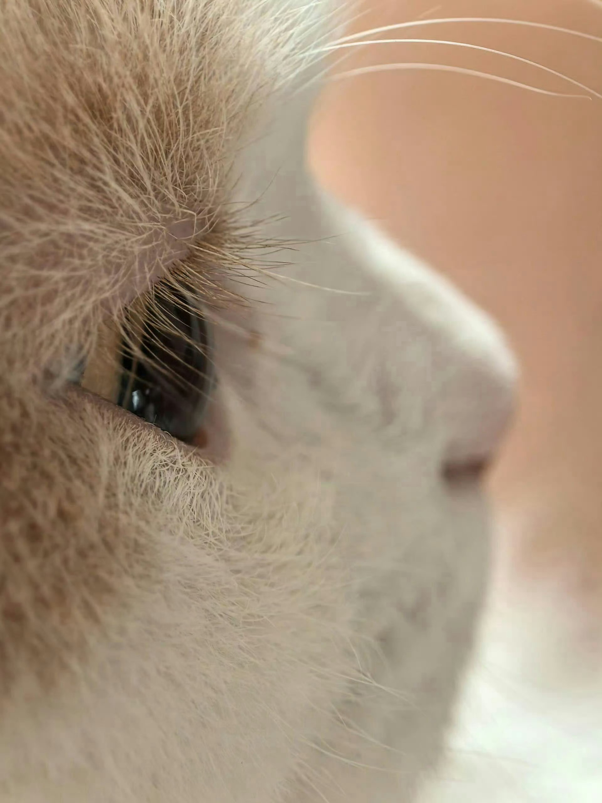 猫咪的长睫毛