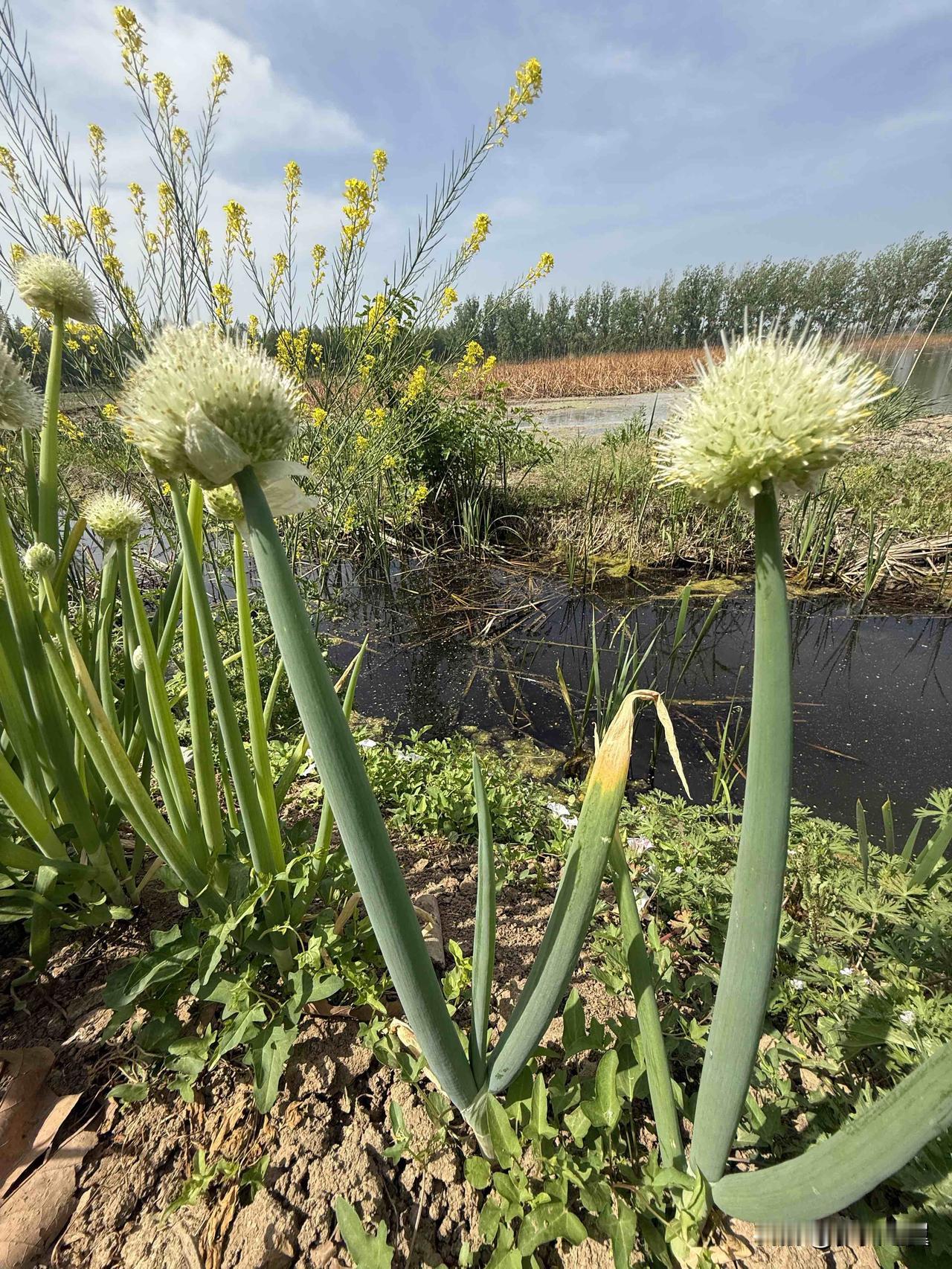 【小对联】
上：野望；
下：……？