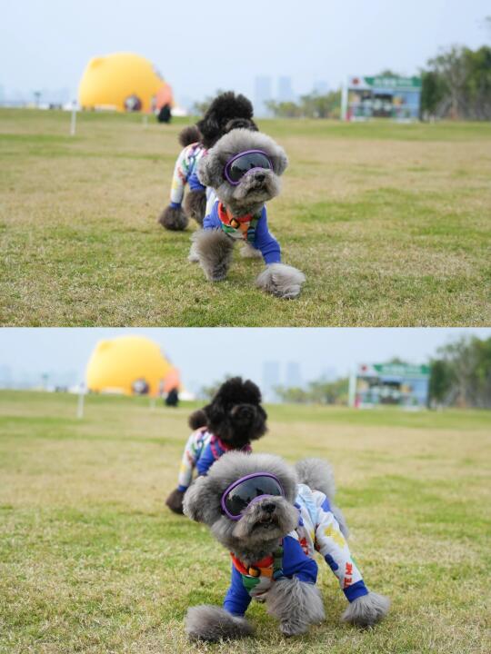 春天和好朋狗在草地里🎾🧩