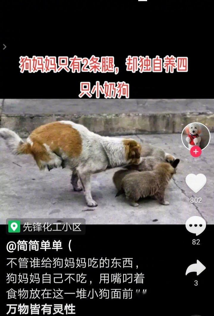 失去两条腿的狗妈妈，依然在坚强的抚养着四个狗宝宝。[流泪][流泪]伤害它的人你得