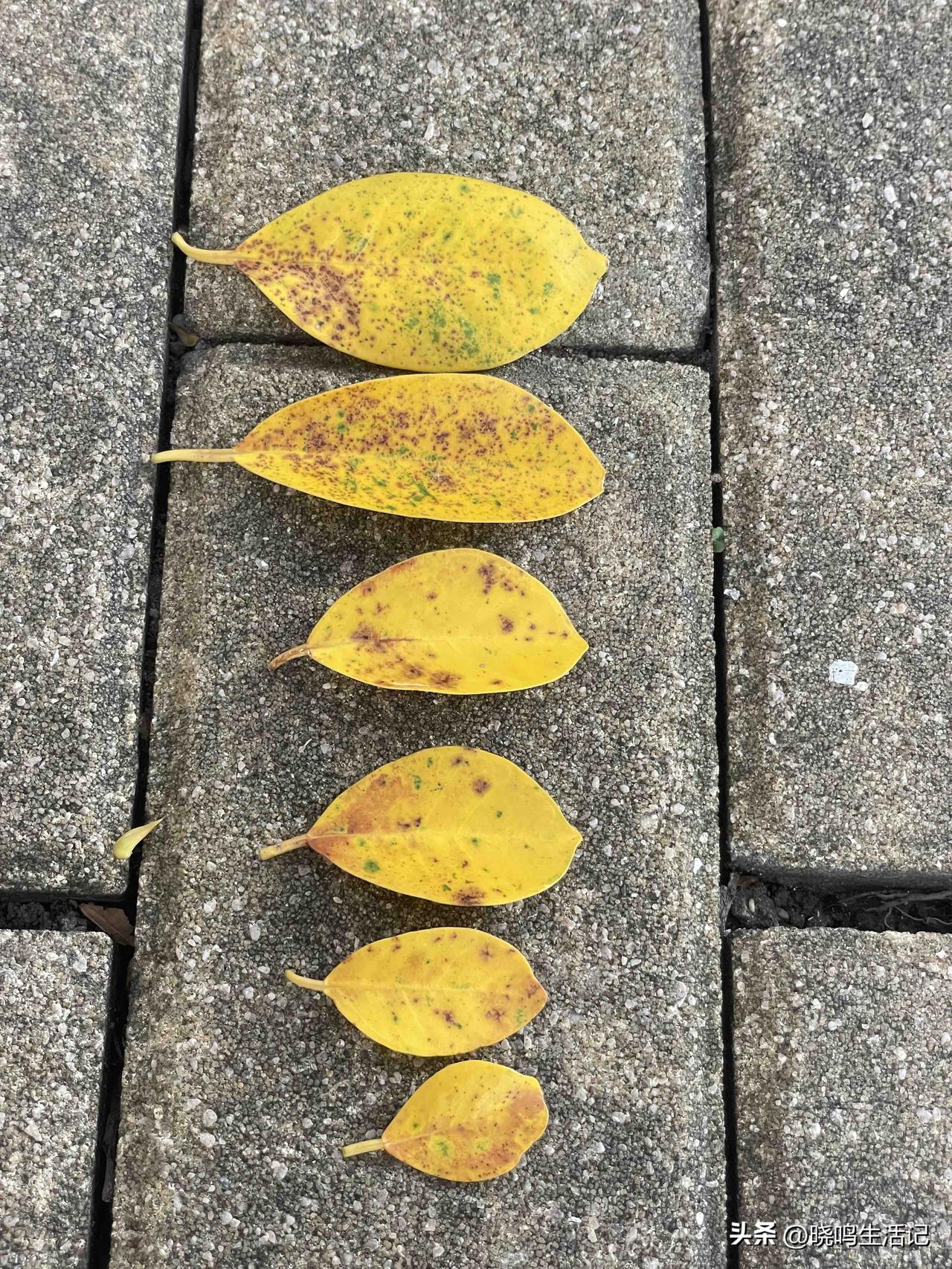 我很好奇的问一下，世界上真的没有两片完全相同的叶子吗？