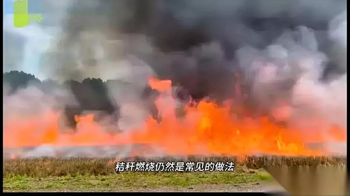 啥？秸秆能烧了？

北师大研究——

居然说烧秸秆有好处！

细扒才懂，小麦秸秆