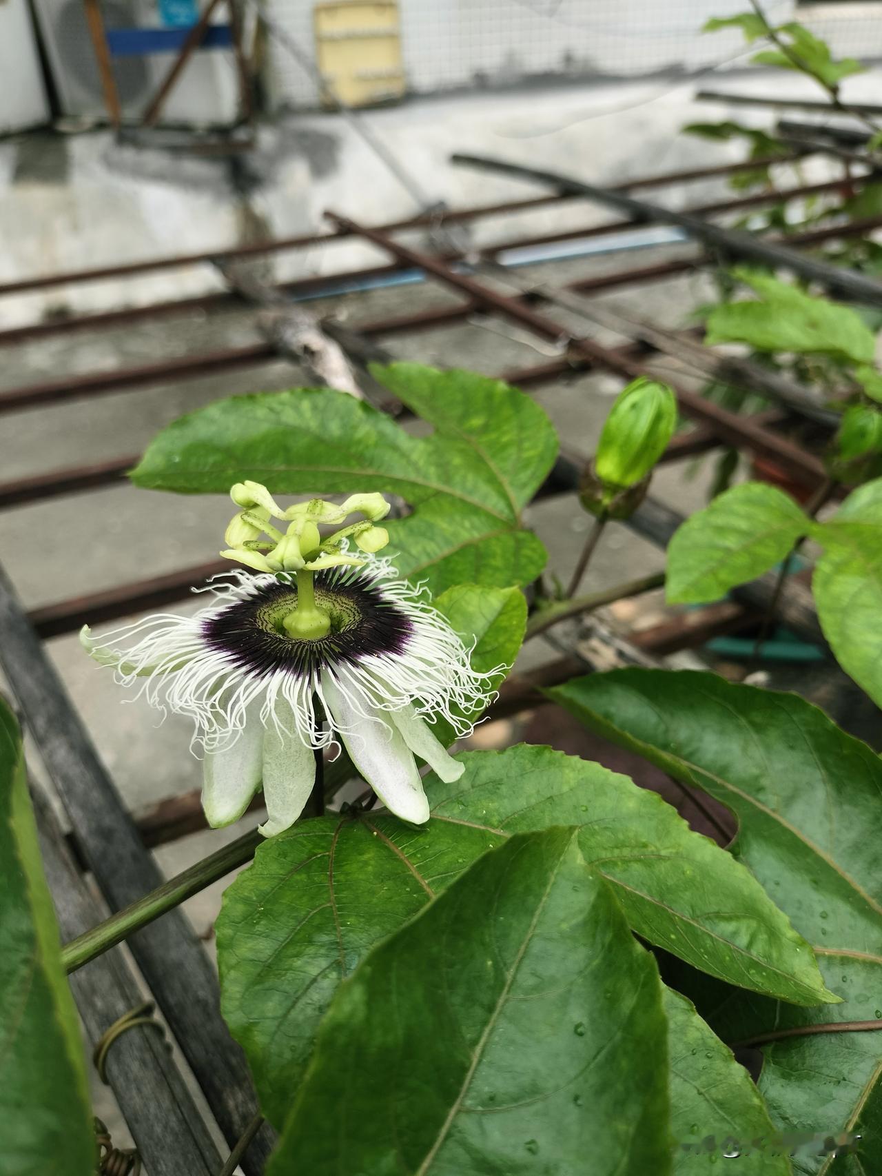 谷雨：春天最后的回眸谷雨时节，天气闷热，乌云密布，一会洒一阵又停，好任性！一月份