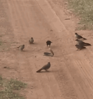 这画面也太震撼了！11只小鸟组团围猎毒蛇，配合得堪称天衣无缝——它们轮番俯冲专攻